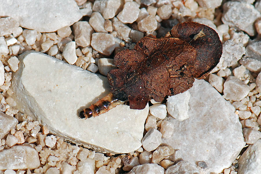 Bruco con il Camper, da id.